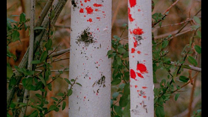 Don't Go In The Woods 17