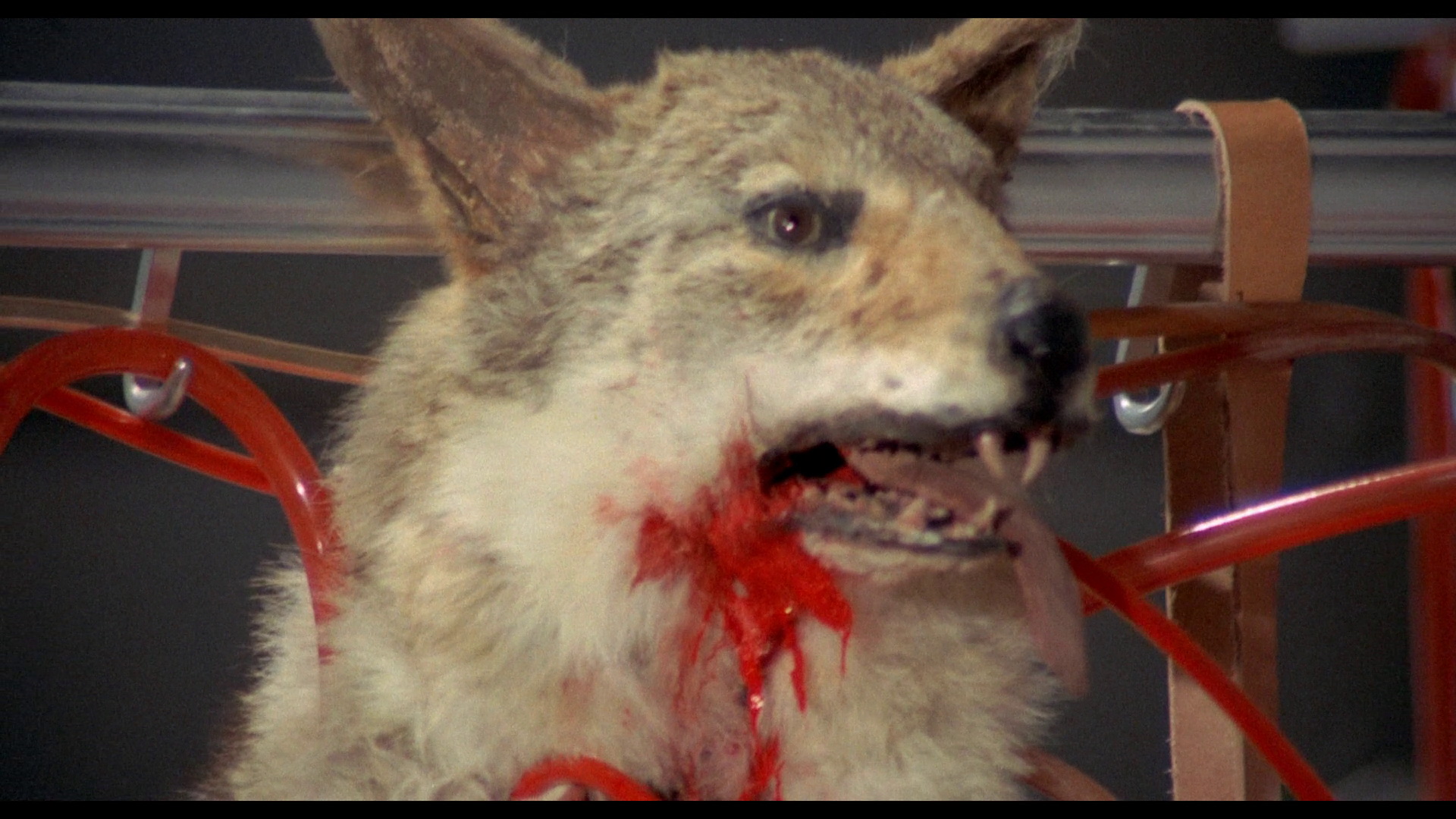 Lizard in a Woman's Skin 14