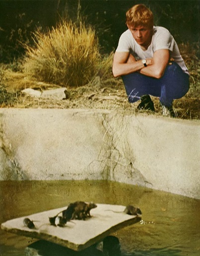 ‘Willard’ (1971): Part animal horror flick, part adolescent drama ...